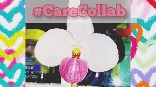 Paphiopedilum delenatii #CareCollab - A slipper orchid species