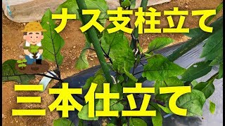 【家庭菜園】三本仕立てのやり方と理由！家庭菜園のなす収穫量アップのコツ