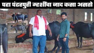 नाद पंढरपुरी म्हशींचा | भुम येथील पंढरपुरी म्हैसपालनाविषयी मुलाखत | Pandharpuri Buffalo Farming