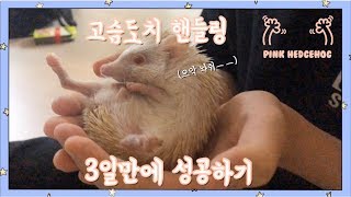 5주차 고슴도치 분양 3일만에 핸들링 성공!(korea Hedgehog Handling)