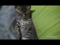 突然寝るかわいい子猫【瀬戸のれお日記】