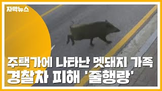 [자막뉴스] 주택가에 나타난 멧돼지 가족...경찰차 피해 '줄행랑' / YTN