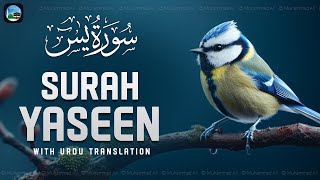 Surah Yasin ( Yaseen ) with Urdu Translation | Quran Tilawat Beautiful Voice | Hindi Tarjuma | EP213