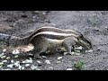 cute funny squirrel khiskoli eating a food