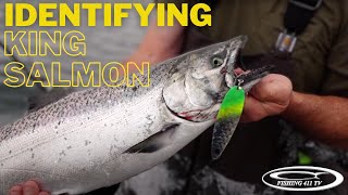 King/Chinook Salmon Identification