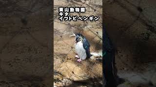 東山動物園のキタイワトビペンギン　＃Shorts