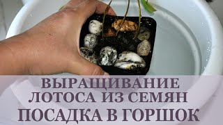 Выращивание лотоса из семян. Посадка в землю (горшок).