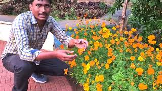 కాస్మోస్ సల్ఫ్యూరియస్ మొక్క వివరణ (Cosmos sulphureus plant explain)