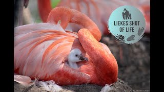 BABY FLAMINGO HATCHING AND GROWING