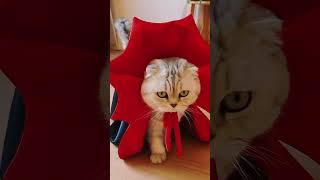 Pet Halloween Cloak