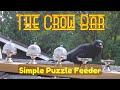 The Crow Bar - Crows Try a Home-made Puzzle Feeder