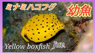 [幼魚]ミナミハコフグの幼魚が超可愛い/Cute a juvenile of yellow boxfish