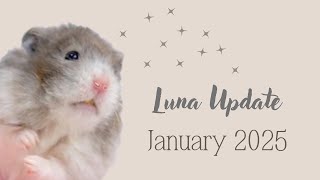 Happy 2025! | Luna Updates