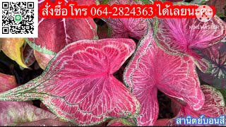 Ep.1055❤️บอนสีสวยๆ มาแล้ว🎊โทร☎️064-2824363 #บอนสี #caladium #บอนสีโบราณ