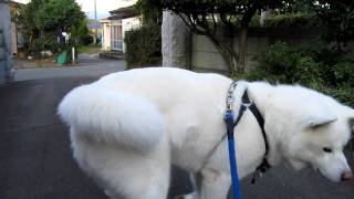 【秋田犬げんき】クルマが怖くて飼い主に近づく【akita dog】