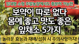 보약이 따로 없다. 몸에 좋고 맛도 좋은 잎채소 5가지 - 놀라운 효능. 재배, 섭취 시 주의사항까지!