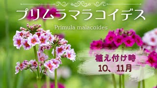 【プリムラマラコイデス】育て方・特徴・花言葉・名前の由来✽10、11月植え時、種まきは１０月いっぱい頃までに✽ How to grow Primula malacoides ✽