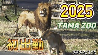 2025年初出勤！2025/1/2【多摩動物公園　ライオン】