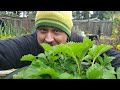 How To Grow Strawberries - The Definitive Guide