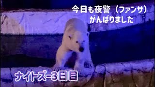 フブキの夜警☆3日目もがんばったね♡ #フブキ #ホッキョクグマ #東山動植物園 #polarbear