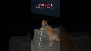 2025-2-10 秋田犬ひなた　川チェックですよ🐾  #秋田犬 #散歩 #朝散歩  #akitainu #Akitainu #癒し #愛犬