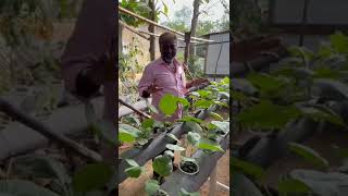 மாமா வீட்டு மாடித்தோட்ட மாடல் 3 கத்தரிக்காய் செடி #agriculture #garden #farming #gardening #shorts