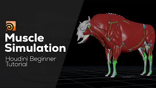 Muscle Simulation in Houdini | Houdini Tutorial