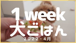 【犬ごはん】１週間のごはん記録　2022・4月1日〜4月7日