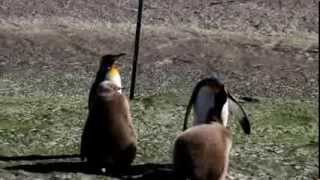 國王企鵝餵食(King Penguin Feeding)--Falkland Islands