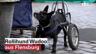 Fisch für Wudoo: Wie ein Rollihund den Flensburger Wochenmarkt aufmischt