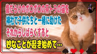 【猫の不思議な話】神社にいた傷だらけのボロボロの茶トラの野良猫を子供たちと一緒に保護して助けてあげてからしばらくすると、妙なことが起き始めて…【朗読】