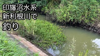 印旛沼水系・新利根川で釣り【印西市】【龍ヶ崎市】