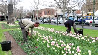 Explore Bendigo - It's tulip time!