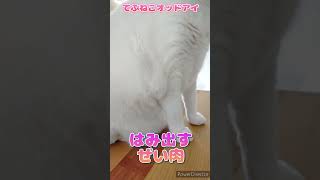 【てぶねこオッドアイ】わきの下からプリっと出てるぜい肉。ダイエット中のでぶねこちゃん #ねこ #猫 #でぶねこ #でぶ猫 #白猫 #しろねこ #デブ #オッドアイ #オッドアイ猫 #ダイエット #肉