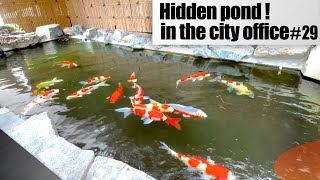 Hidden beautiful pond! koi fish in city office pond. Ojiya, Niigata. 　市役所の錦鯉の隠し池（新潟県　小千谷）