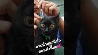 ขั้นตอนอาบน้ำแมว #catgrooming #อาบน้ำตัดขนสุนัขและแมวขอนแก่น