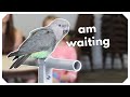 Zazu the Red Bellied Parrot Learning to WAIT!