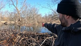 “BEAVERS OCEANIC OOPS” Beaver Dam Removal Releases Oceans Tidal Wave