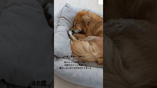 48歳独身一人暮らし、初めて犬を飼うことを決意。港区のタワマンから引っ越しました。　#保護犬　#可愛い犬 #犬　#独身 #shorts