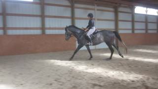 Briggs- 2013 Trakehner