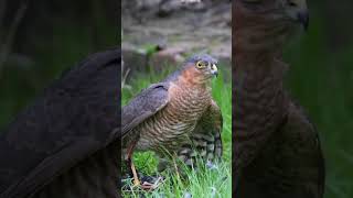 male sparrowhawk eating a starling #wildlife #nature #hawk