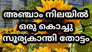 അഞ്ചാം നിലയിൽ ഒരു സൂര്യകാന്തി തോട്ടം- A sunflower garden on the Fifth floor. | Japan Malayalam Vlogs