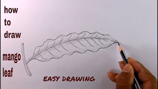 How TO Draw Mango Leaf Step By Step/Mango Leaf Drawing/Draw A Leaf Easy