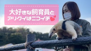 ミナミコアリクイはじめての園内散歩！