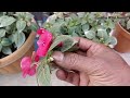 how to care impatiens flower ইম্প্রেশন গাছের প্রচুর ফুল পেতে কিকি পরিচর্যা করবেন।