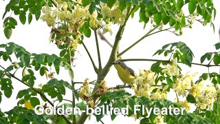 Golden-bellied Flyeater (Gerygone sulphurea)