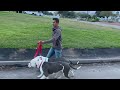 how to walk two dogs at once