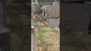 大阪城の石垣ギリギリを歩く猫。 A cat walking on the edge of a fairly high stone wall.