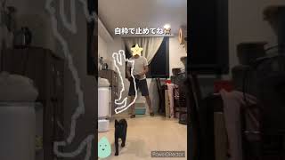 猫を白枠にはめるやつ #猫動画  #猫のいる暮らし #shorts