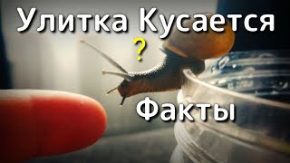 Как кусается улитка и смертелен ли её укус интересные факты про улиток